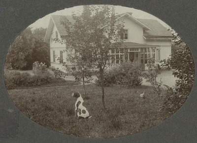 Hund och höna i trädgård framför hus