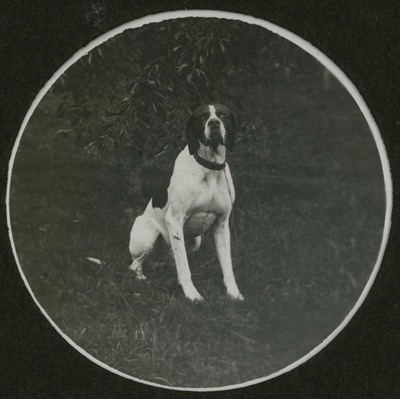 Fotografi av en hund på gräsmatta