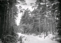 Skogslandskap vintertid