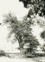 Päronträd, Vittorp