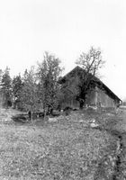 Päronträd vid Ramningsnäs 1911