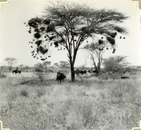 Karavan vid akacia med vävarfågelbon, Etiopien 1935-1936