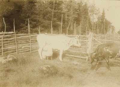 Kvinna mjölkar ko i hage