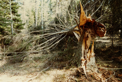 Vindfälld gran, Lilla Uttervik, 1984