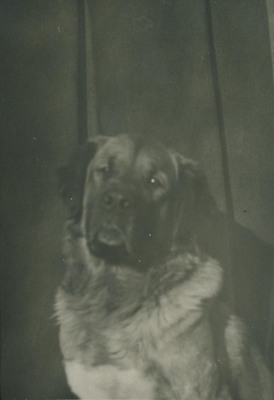 Porträtt av en hund