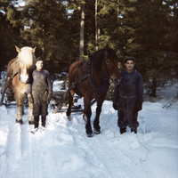 Skogsarbete vid Nynäs på 1960-talet