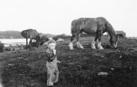 Åke Andersson och hästen Brunte på gården Stäket,  Sorunda socken 1943