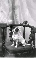 Porträtt av en hund på en stol.