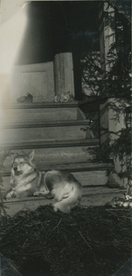 Hund, katt och höna på Björktorps veranda, 1933