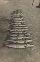 Fångst från isfiske vid Skägga på Värmdö 19 februari 1933