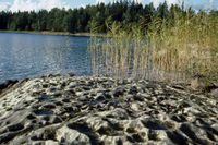 Skålgropar vid sjön Björken i Bälinge 1991