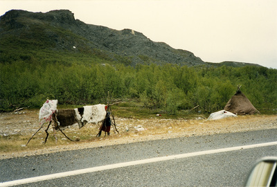 Renskinn längs vägen, Ifjord Norge, 1987