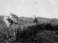 Tre katter mitt i leken, sannolikt fotograferade av ägaren, Aurore Holmberg i Nyköping