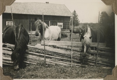 Hästar utanför stallet i Segersta 1930