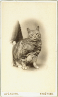 Porträttbild av en katt