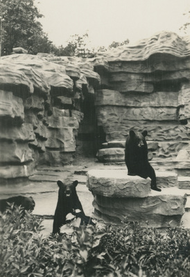 Björnar på Detroit Zoo