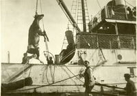 Kor hivas över bord från grundstötta S/S Tjust 1918