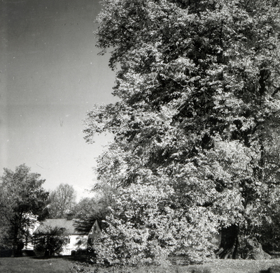 Lind på Täckhammar år 1950