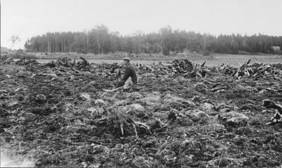 Stubbrytning vid Karlbyå ca 1927