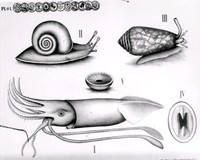 Zoologisk plansch för skolundervisning, 1800-tal.