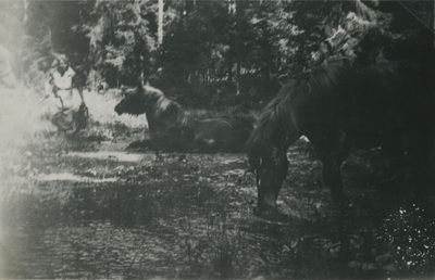 Hästar i skogen, 1934