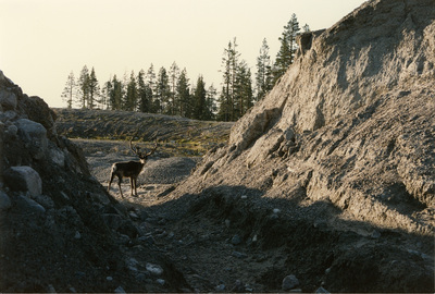 Landskapsbild med en ren, Norrbotten, 1986