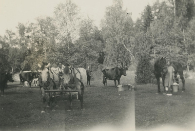 Djur vid Björktorp, 1920-tal