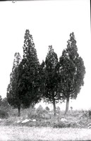 Landskapsbild med träd