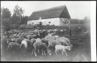 Fähus på Helgö ca 1910-tal