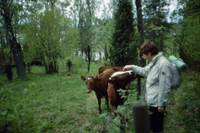 Dagnäsöns naturreservat 1988-1989
