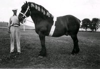 Häst med dekoration inför en tävling