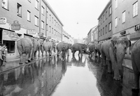 Elefanter på Östra Storgatan, Nyköping