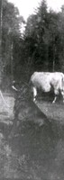 Ko och hund vid Björkliden