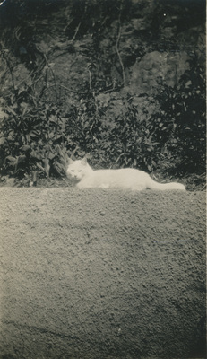 Katt vid ett buskage