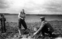 Potatisplockning på Fogelö år 1949