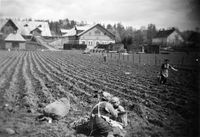 Potatisplockning vid Nynäs på 1920-talet