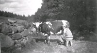 En ko mjölkas vid Björkliden