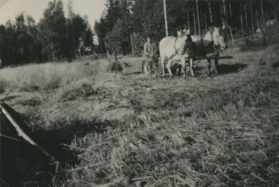 Hästekipage på äng vid Björktorp, 1928