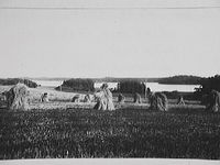 Lidsjön med höhässjor i förgrunden, foto vid Råby krog, Edstorp, år 1922