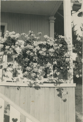 Pelargoner på en veranda