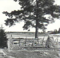 Runstenar vid Grinda år 1959