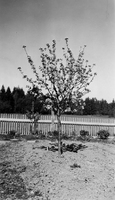 Äppelträd i blom, sommaren 1948