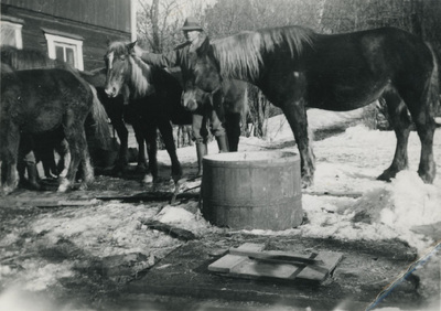 Larsson med hästarna på stallbacken