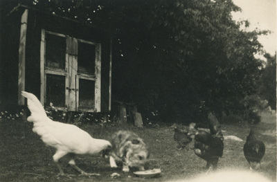 Katt och höns vid hönshuset på Björktorp, 1927