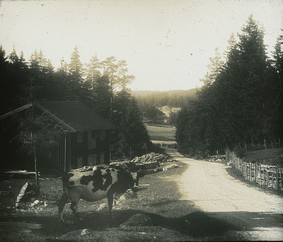 Ko vid vägen på gården Spårbacken, Gnesta