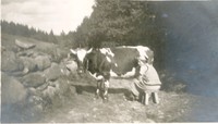 Kvinna som mjölkar en ko, från albumet 