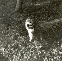 Katten Nasser med FN-bindel, från Suezkrisen 1956-57