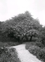 Hagtornsträden vid Nyköpingshus år 1920