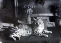 En av Aurore Holmbergs älskade katter