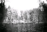 Skogsparti med sjö